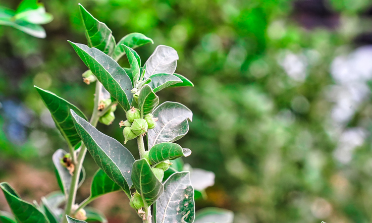 ASHWAGANDHA LEAVES - HEALTH BENEFITS