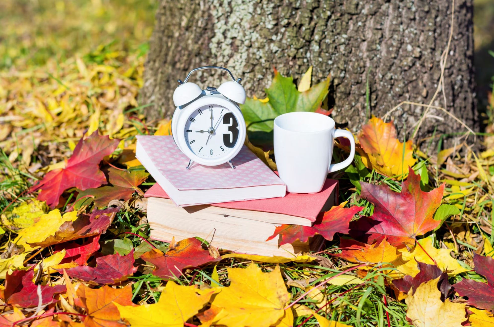 What Time of Day Is Best to Take Ashwagandha